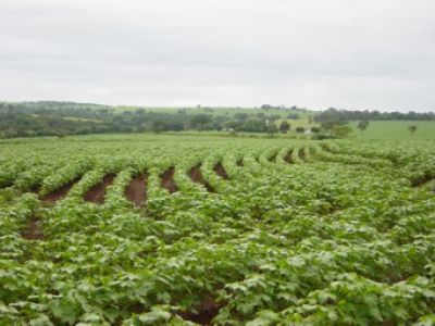 Agropecuária é atividade econômica com maior crescimento no segundo trimestre