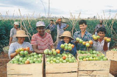 Crédito do BB à agricultura deve subir para R$ 42 bi em 2009 e 2010