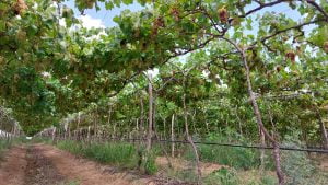 20230106 102608 - Vinícola Rio Sol: associada Cresol aposta em potencial do Vale São Francisco