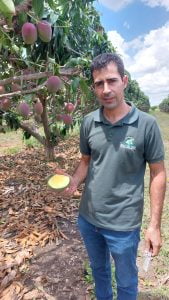1 - Fazenda Nicolini: produção de uva e manga conta com apoio da Cresol