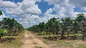 20230106 110157 - Fazenda Nicolini: produção de uva e manga conta com apoio da Cresol
