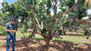 20230106 110329 - Fazenda Nicolini: produção de uva e manga conta com apoio da Cresol