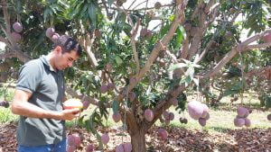 20230106 110340 - Fazenda Nicolini: produção de uva e manga conta com apoio da Cresol