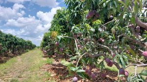 20230106 110551 - Fazenda Nicolini: produção de uva e manga conta com apoio da Cresol