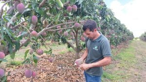 20230106 111441 - Fazenda Nicolini: produção de uva e manga conta com apoio da Cresol