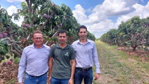 20230106 111519 - Fazenda Nicolini: produção de uva e manga conta com apoio da Cresol