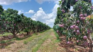 20230106 111625 - Fazenda Nicolini: produção de uva e manga conta com apoio da Cresol
