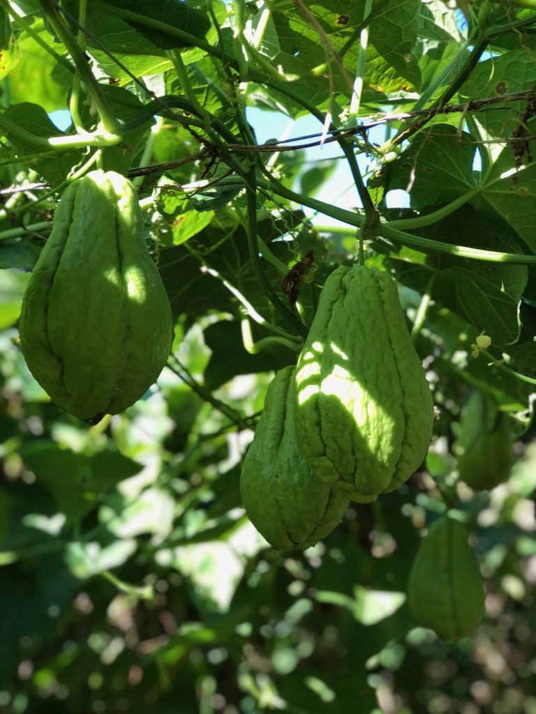 IMG 2048 - Cooperados de Erval Grande investem na produção orgânica de chuchu