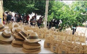 Cresol Vargem do Sal Licuri Anitapolis - COP30: Cresol mostra ações do cooperativismo para um futuro sustentável