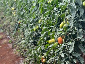 Visita Gawa Cresol Integracao 4 - Cresol fortalece agricultores com Projeto Empreendedorismo Rural