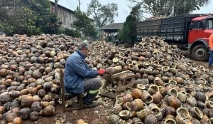 IMG 3422 - Plano Safra: produtor gaúcho usa linha de custeio para cultivo de porongos Plano Safra facilita o cultivo de diferentes culturas