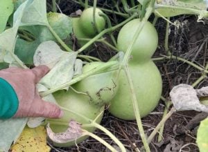 WhatsApp Image 2026 06 17 at 15.39.59 - Plano Safra: produtor gaúcho usa linha de custeio para cultivo de porongos Veja como a linha de custeio do Plano Safra apoiou produtor gaúcho de porongo