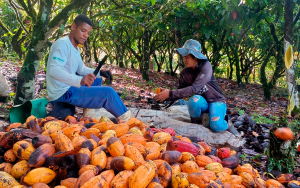 Cooperados da Cresol fortalecem a produção de cacau na Bahia