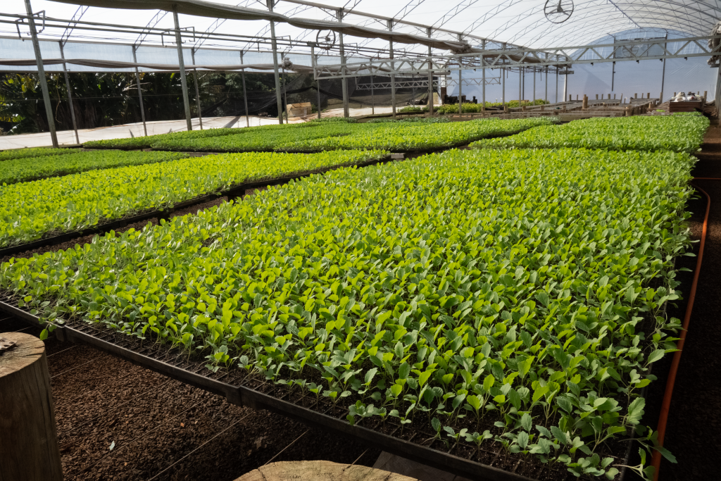 Na terceira reportagem sobre o Plano Safra, cooperado da Cresol utiliza linha de custeio para investir em sementes e produzir cerca de 700 mil mudas florestais por ano
