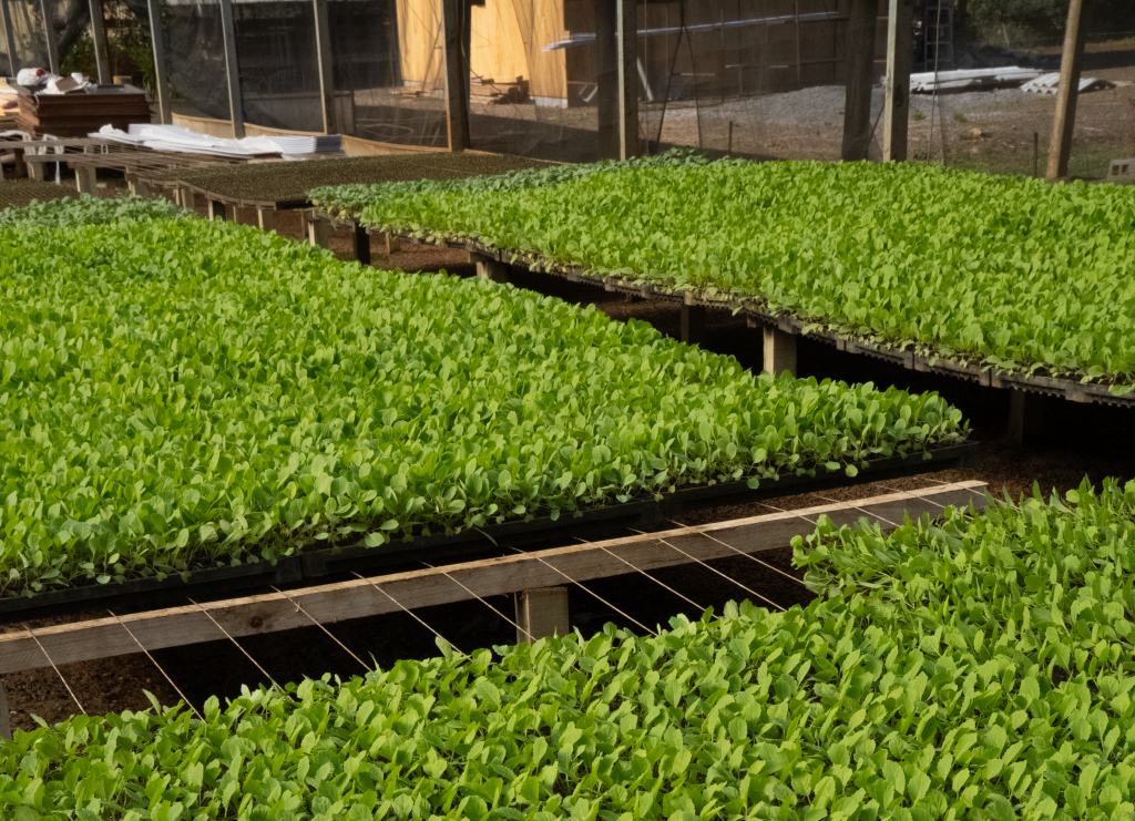 Cooperado da Cresol utiliza linha de custeio do Plano Safra para investir em sementes e produzir cerca de 700 mil mudas florestais por ano