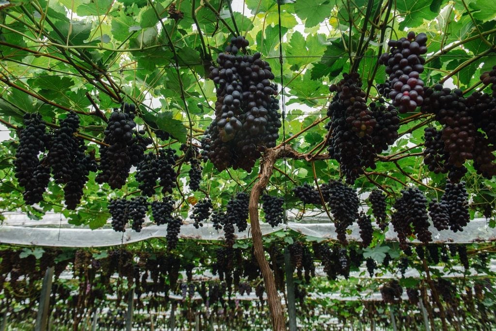 Produtor catarinense aposta na produção sustentável de uvas
