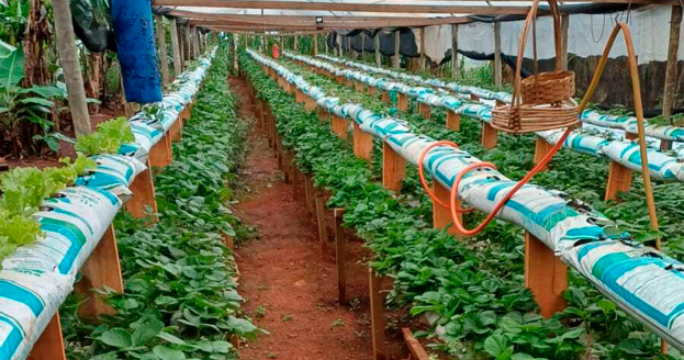 Cresol União dos Vales apoia projeto mulheres morango 2