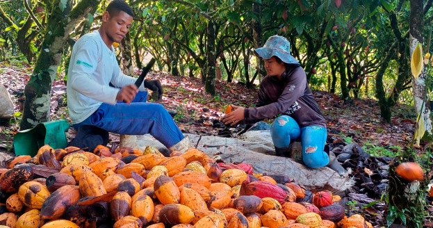 Cooperados da Cresol fortalecem a produção de cacau na Bahia