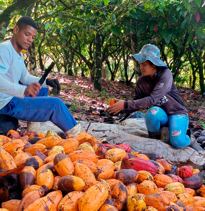 Cooperados da Cresol fortalecem a produção de cacau na Bahia
